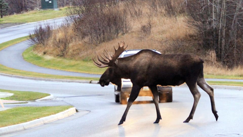 Biologists hunt moose DNA in Alaska