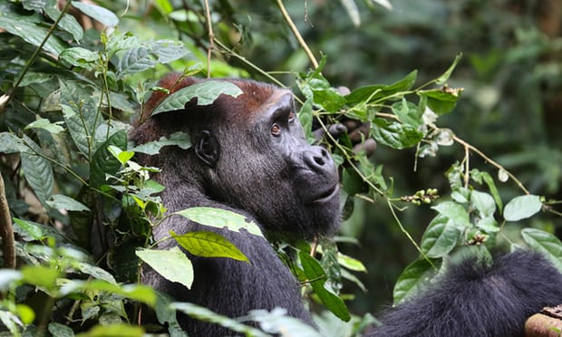 Gorilla poop reveals being vegetarian lead to better gut human health