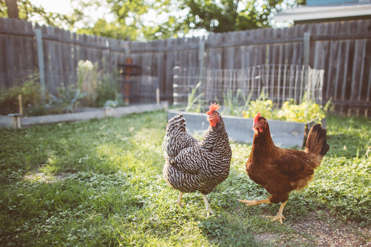 Live poultry hospitalizes 34 people this year in another Salmonella outbreak